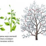 Štipanje stabala jabuke ljeti - šta je štipanje voćaka